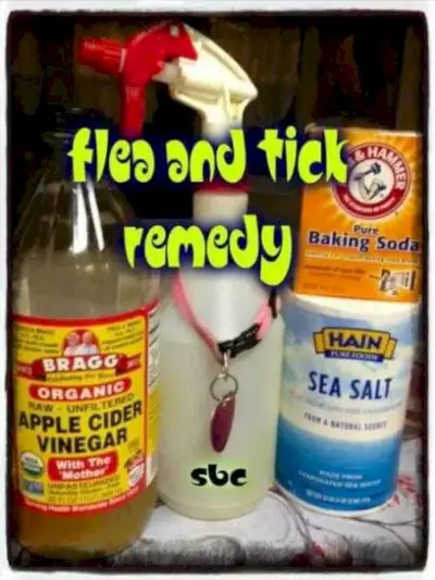 DIY Flea Treatment VS Store Brand VS Common Fleas