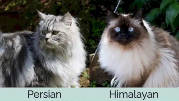 Chat persan vs chat himalayen