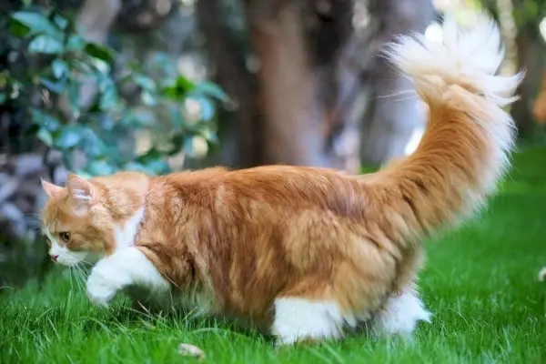 Visage de poupée aux cheveux longs orange chat persan traditionnel