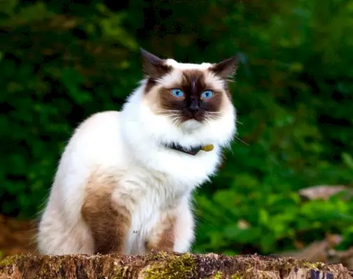 Chat himalayen sur bois