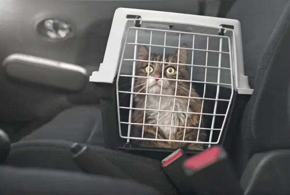 Maine-Coon-Augen weit aufgerissen in Transportbox im Auto