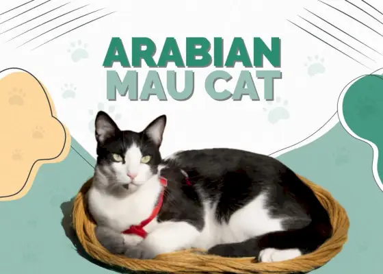 Arabisk Mau kat