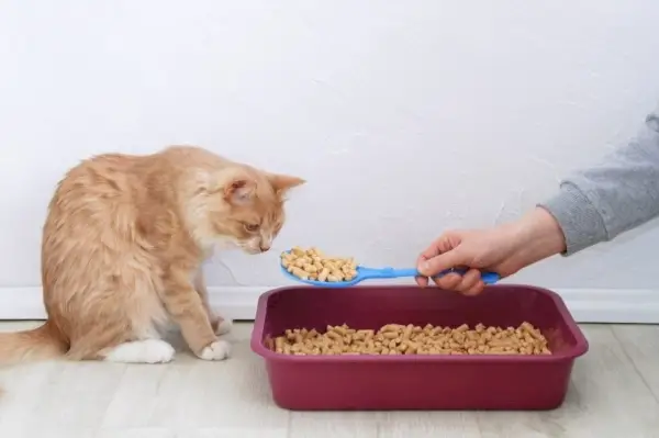 Ingwerkatze in der Nähe der Katzentoilette