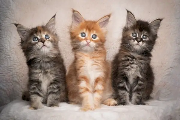 três gatinhos maine coon de cores diferentes