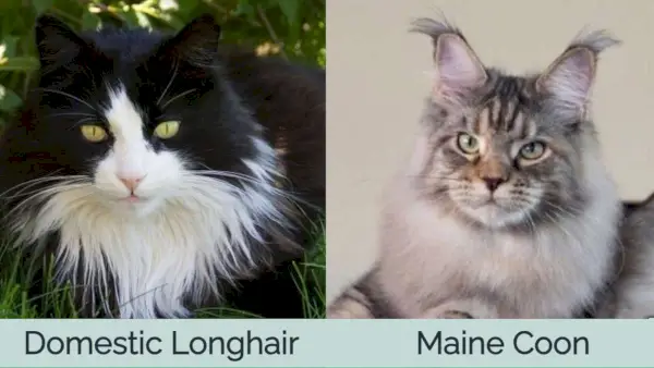 Gato doméstico de pêlo comprido vs Maine Coon