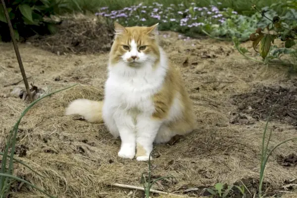 gato doméstico laranja e branco de cabelos compridos no jardim