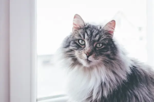 maine coon cinza ao lado de window_Piqsels