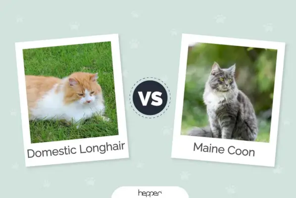 Pisica domestică cu păr lung vs Maine Coon: diferențe cheie (cu imagini)