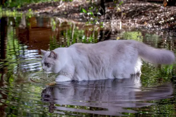 Ragdoll katė vaikšto per vandenį