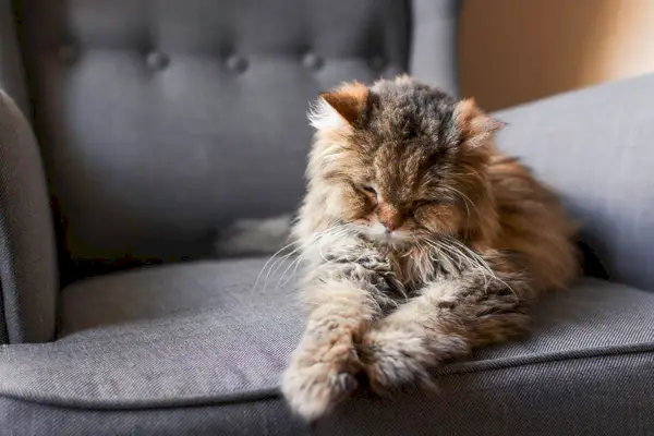 Langhaarige Katze auf der Couch bewegt sich nicht