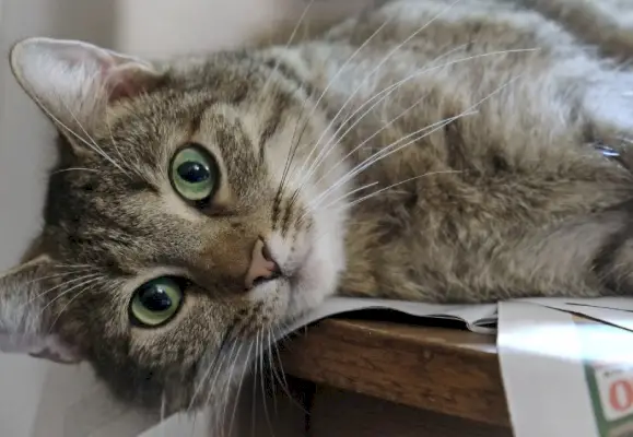 Tabbykatze mit grünen Augen liegt auf dem Tisch