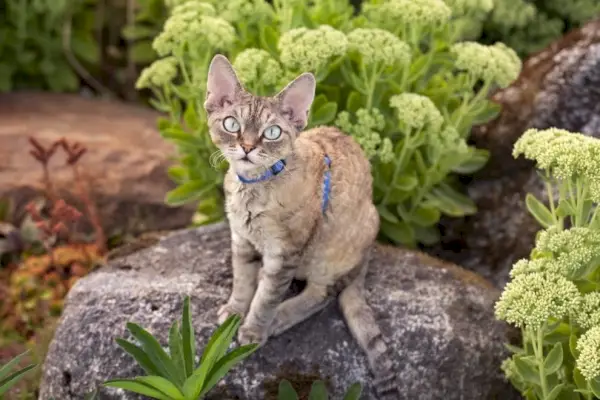 Devon rex macska a kertben