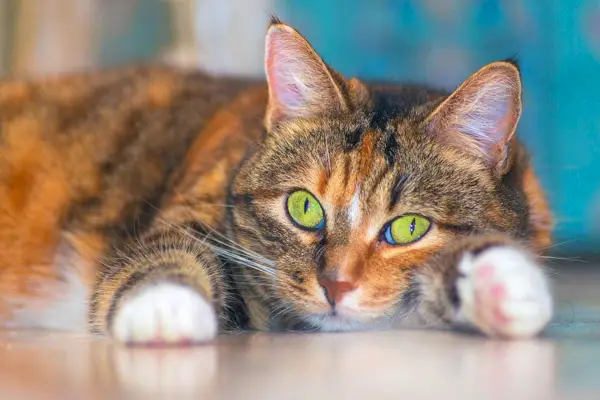 calico american shorthair