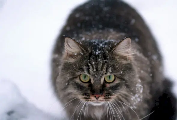 chat attaquant dans la neige