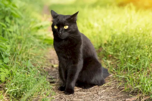 Zweten katten? Op wetenschap gebaseerde feiten en veelgestelde vragen