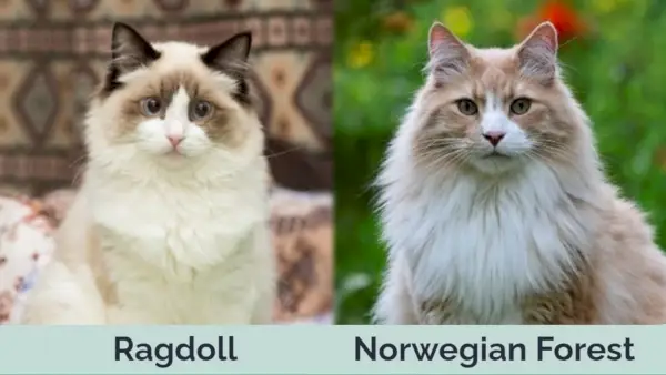 Ragdoll vs. Norwegische Waldkatze nebeneinander