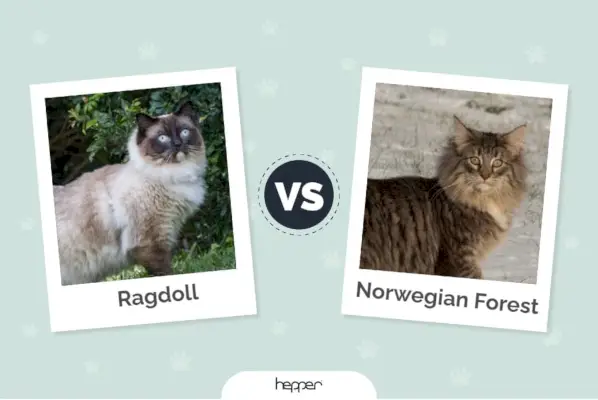 Ragdoll vs. Norwegische Waldkatze ft