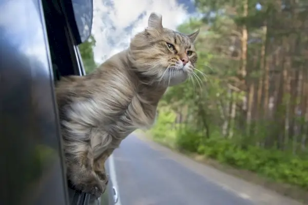 Cat-out-of-a-car-window_Popel-Arseniy_shutterstock