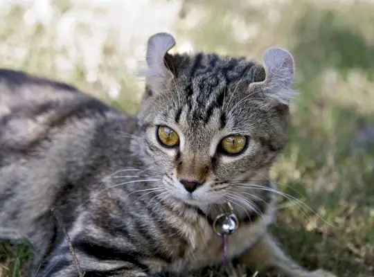 eine Highlander-Katze, die auf Gras liegt