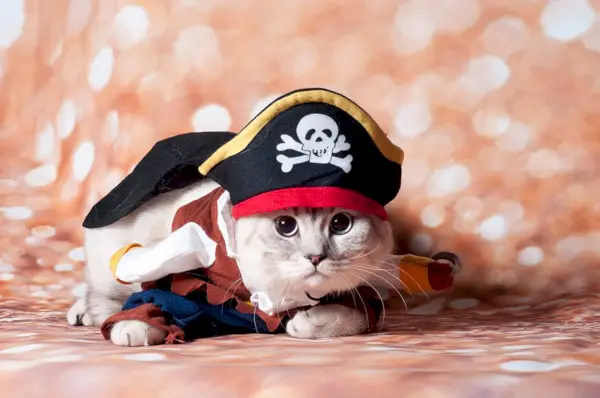 gatto che indossa il costume da pirata