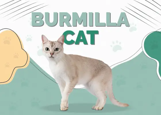 Chat Burmilla : informations, photos, caractéristiques et faits