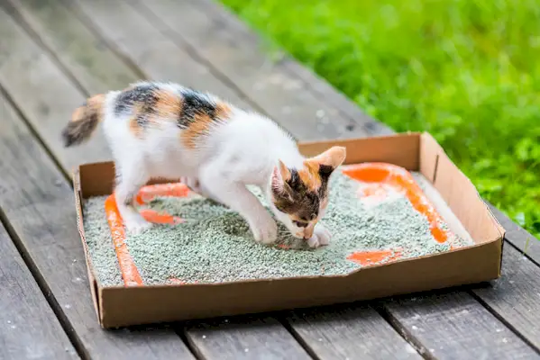 일회용 쓰레기통 위의 고양이