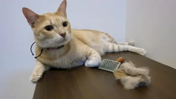 chat couché près d'une brosse pour animaux de compagnie et d'une boule de poils