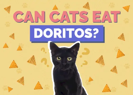 Kan katter äta doritos