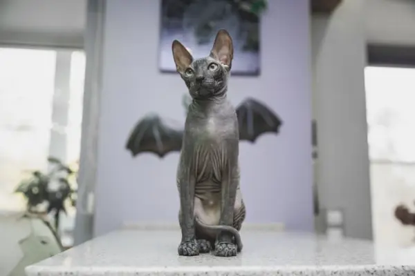 sort sphynx kat