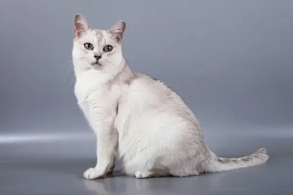 Burmilla-Katze