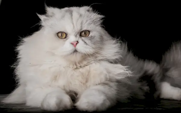 gato persa scottish fold branco