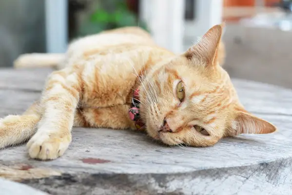 deixando o gato doente