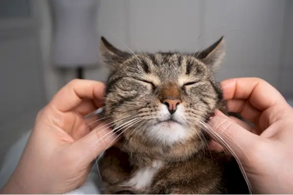 gato sendo massageado nas bochechas