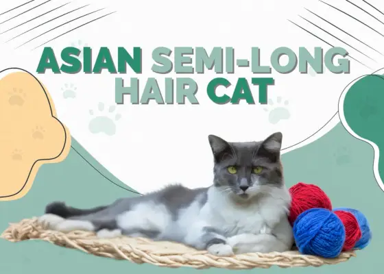 Asiatische Halblanghaarkatze