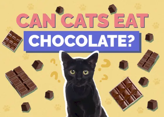 Les chats peuvent-ils manger du chocolat ? Faits nutritionnels et FAQ examinés par un vétérinaire