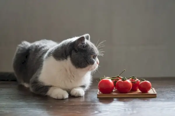 Britische Kurzhaarkatze und Tomaten