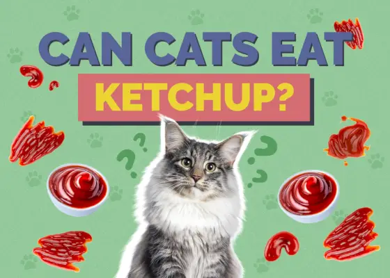 Können Katzen Ketchup essen?