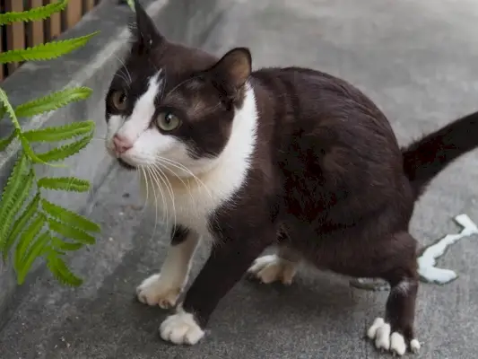 kat tisser på gulvet