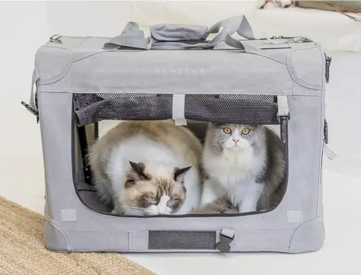 Katzen in einer Reisekatzentransportbox