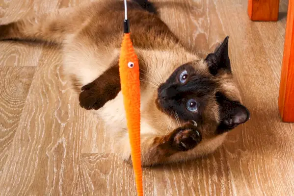 um gato siamês brincando com um brinquedo de varinha