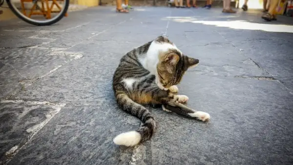 Katze pflegt sich auf Betonboden