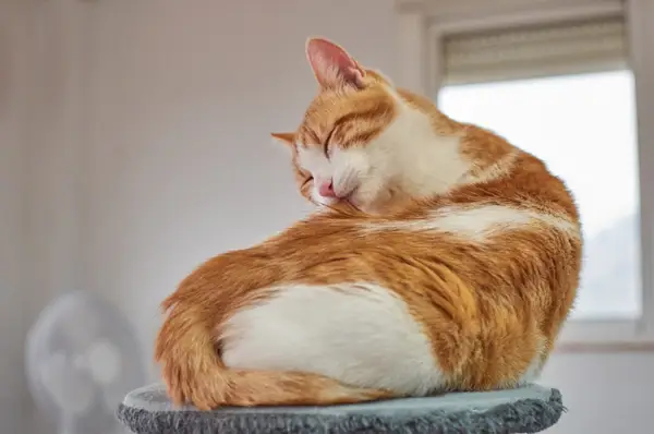 Katze mit geschlossenen Augen, die sich putzt