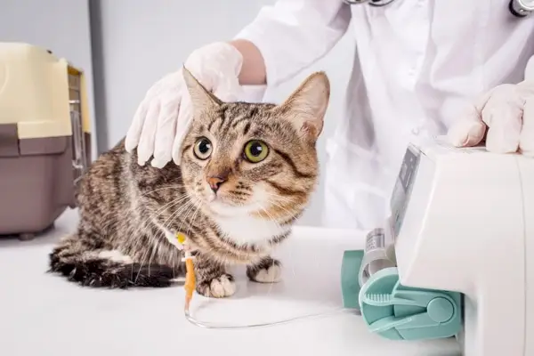 Katze am Tropf in einer Tierklinik