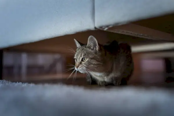 Nahaufnahme einer kleinen süßen getigerten Katze, die sich zu Hause unter dem Sofa versteckt