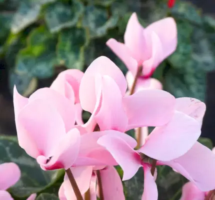 Forma de flor de papallona de ciclamens