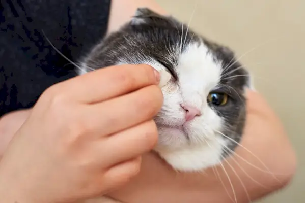 Frau reinigt Katzenaugen