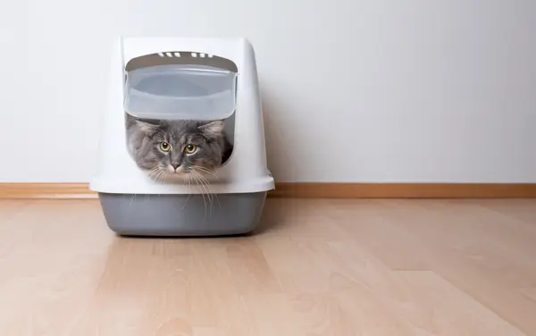 Vorderansicht einer jungen, blau getigerten Maine-Coon-Katze, die die graue Katzentoilette mit Kapuze verlässt