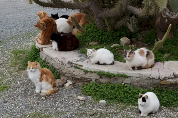 gatti selvatici che riposano all'aperto