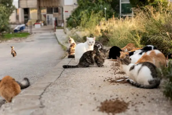 gatti selvatici che mangiano