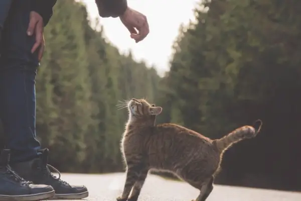 Uomo che cerca di accarezzare un gatto randagio